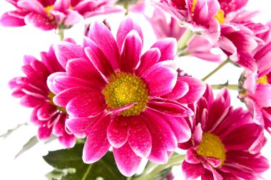 Red Flower over white