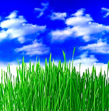 Close up of the green grass on white background clipart