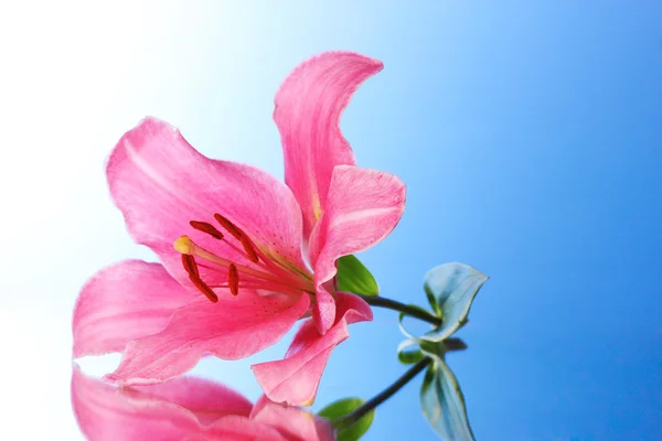 粉色百合花 — 图库照片