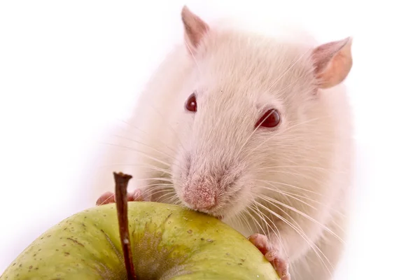 Biały szczur i jabłko na białym tle — Zdjęcie stockowe