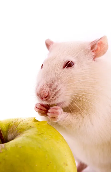 Белая крыса и яблоко изолированы на белом — стоковое фото