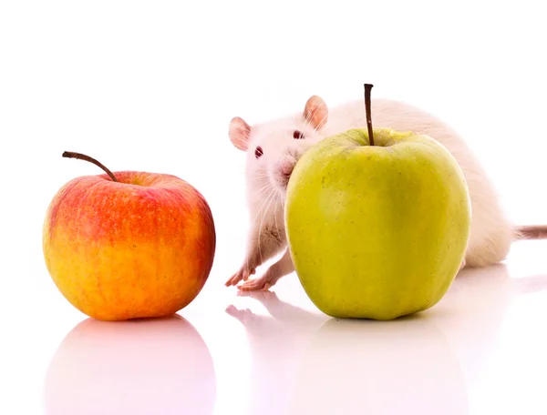 Rata blanca y manzana aisladas en blanco —  Fotos de Stock