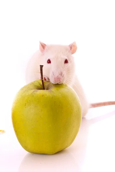 Rato branco e maçã isolados em branco — Fotografia de Stock