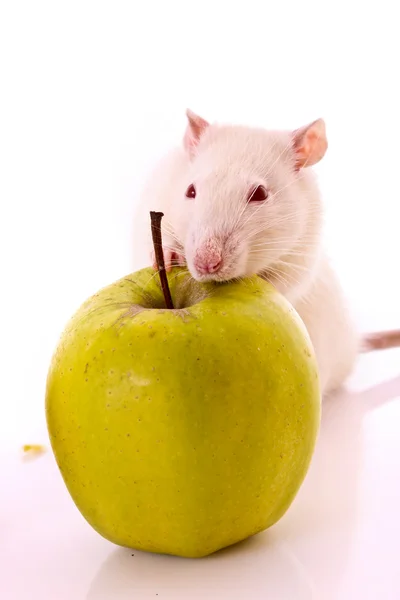 White Rat and apple isolated on white — Stock Photo, Image