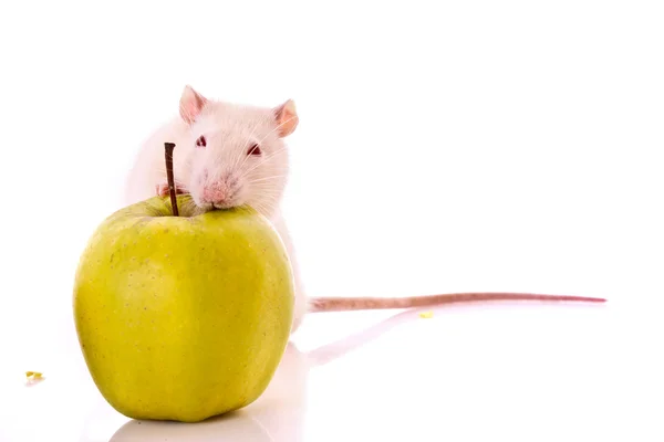 Stock image White Rat and apple isolated on white