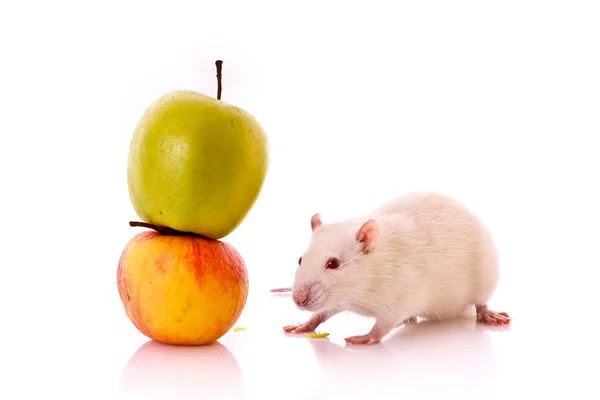 흰 쥐와 애플 흰색 절연 — 스톡 사진