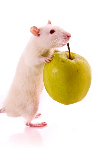 Белая крыса и яблоко изолированы на белом — стоковое фото