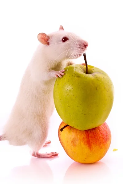 Weiße Ratte und Apfel isoliert auf weiß — Stockfoto