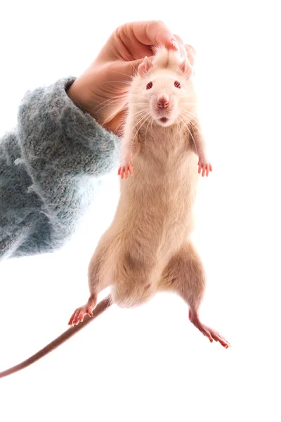 Крыса в руке изолированы на белом — стоковое фото