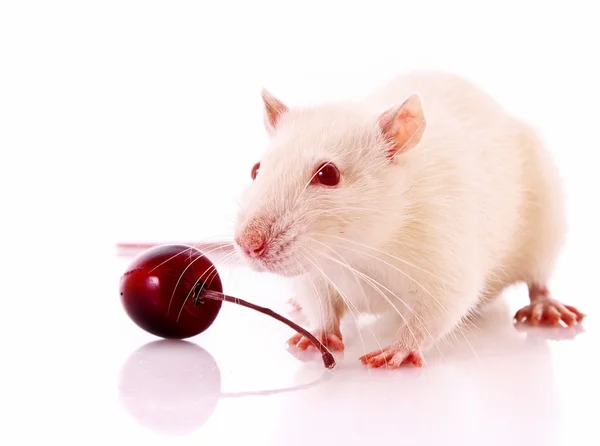 흰색 배경 위에 포즈 흰 쥐 — 스톡 사진