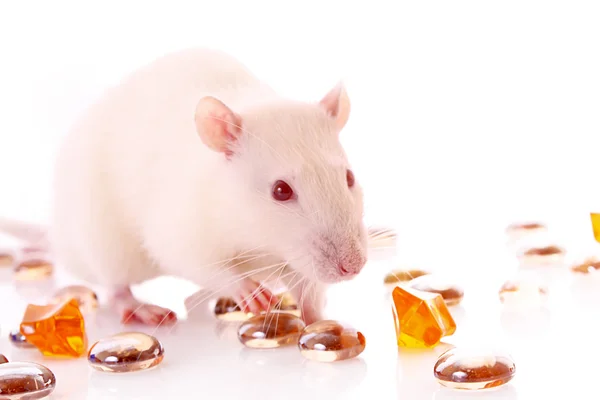White rat poseren op witte achtergrond met edelstenen — Stockfoto