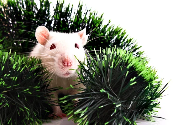 Biały szczur na zielonej trawie — Zdjęcie stockowe