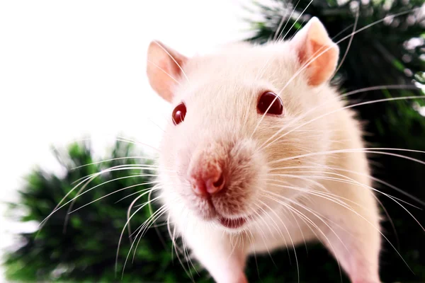 White rat on green grass — Stock Photo, Image