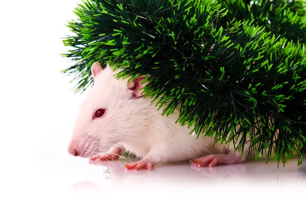 White rat op groen gras — Stockfoto