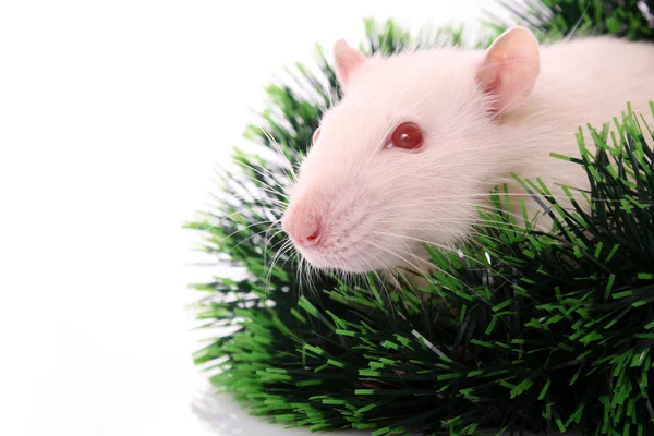 Rat blanc sur herbe verte — Photo