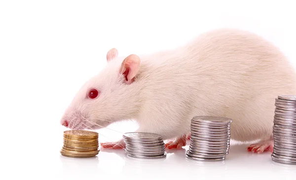 stock image White rat count coins isolated on white