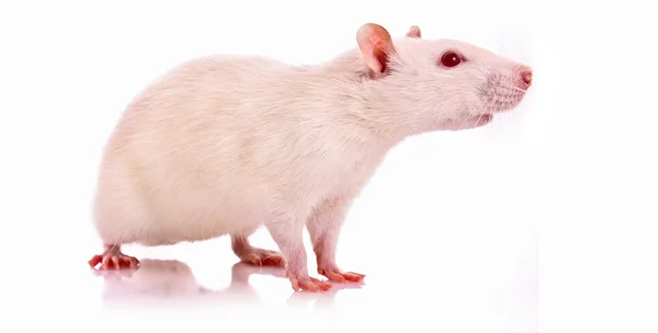 Ratto bianco posa su sfondo bianco — Foto Stock