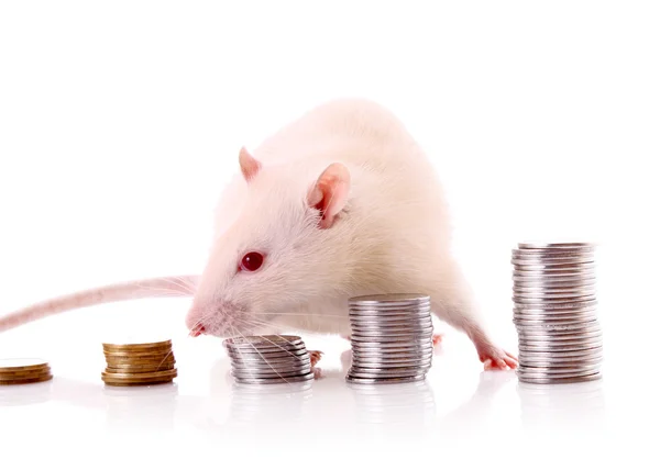 stock image White rat count coins isolated on white