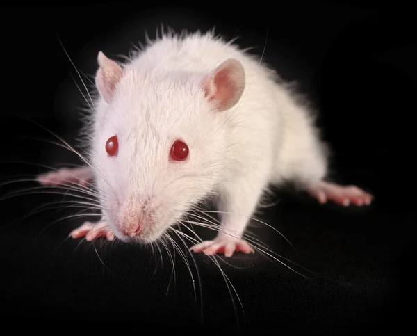 Joven rata blanca posando sobre fondo negro — Foto de Stock