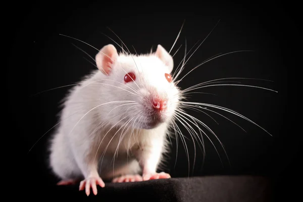 Ung vit råtta poserar på svart bakgrund — Stockfoto