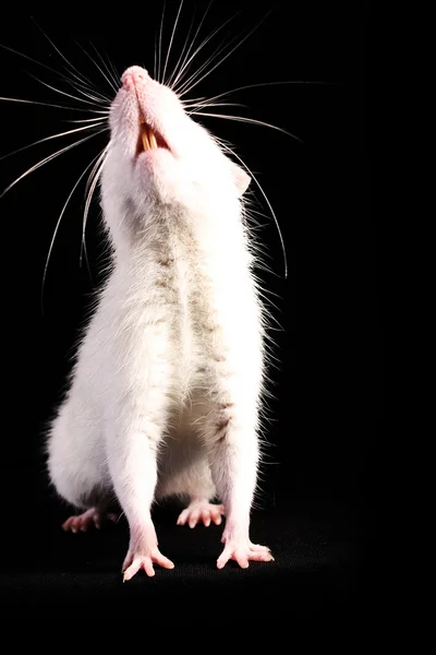 Joven rata blanca mirando hacia arriba sobre fondo negro — Foto de Stock