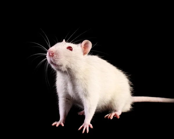 Junge weiße Ratte auf schwarzem Hintergrund — Stockfoto
