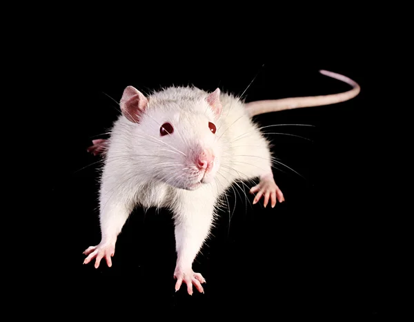 Rato branco jovem olhando para cima no fundo preto — Fotografia de Stock
