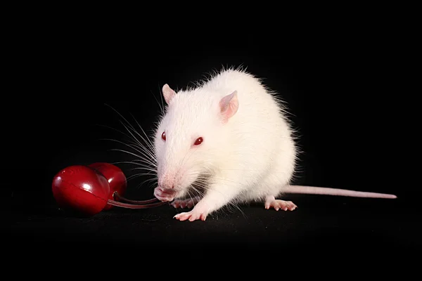 Ung vit råtta poserar på svart bakgrund med körsbär — Stockfoto