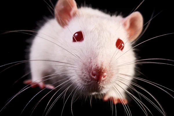 Rato rosto closeup no fundo preto — Fotografia de Stock