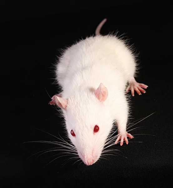Ung vit råtta tittar upp på svart bakgrund — Stockfoto