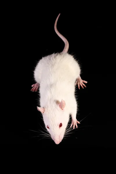 Rato branco jovem olhando para cima no fundo preto — Fotografia de Stock