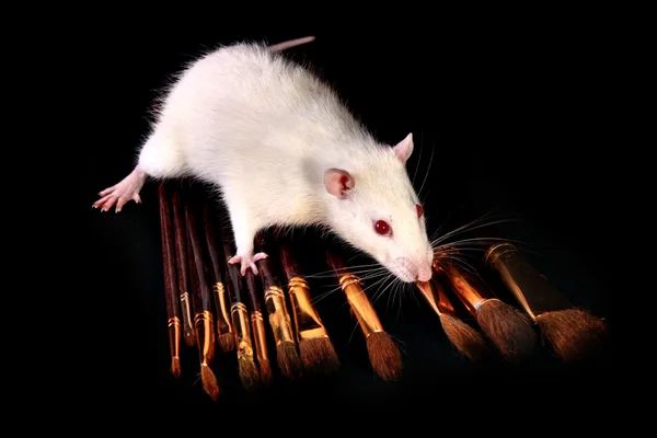 Rata blanca y algunos pinceles sobre fondo negro — Foto de Stock