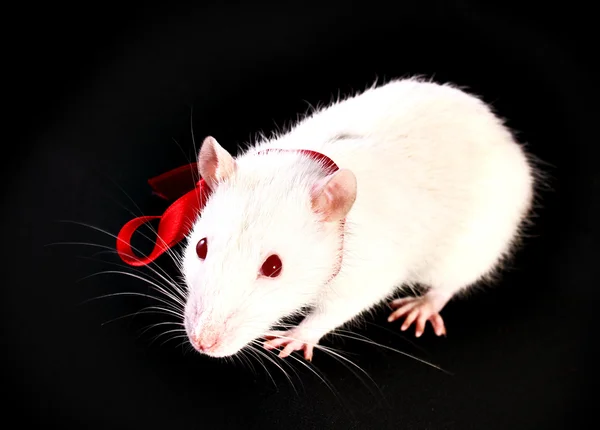 Szczur zbliżenie na czarnym tle — Zdjęcie stockowe