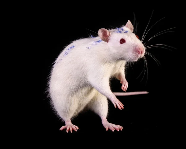 Rato branco jovem posando no fundo preto — Fotografia de Stock