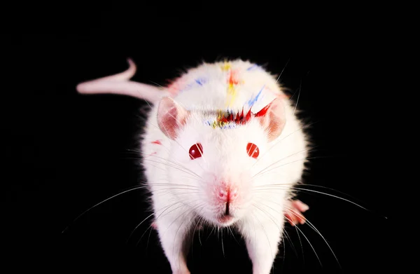 Ung vit råtta tittar upp på svart bakgrund — Stockfoto