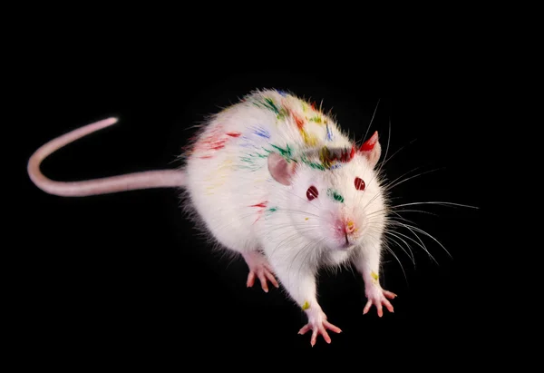 Vit färgade råtta på svart bakgrund — Stockfoto