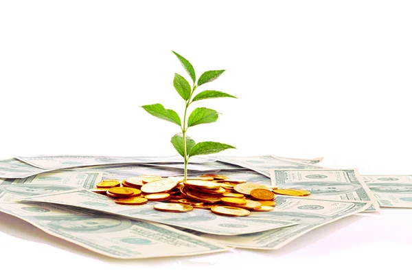 Paralar, dolar ve beyaz arka plan üzerinde izole bitki — Stok fotoğraf