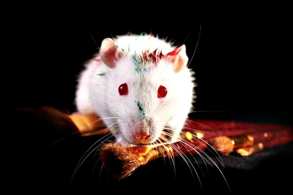 Rato branco e algumas escovas sobre fundo preto — Fotografia de Stock