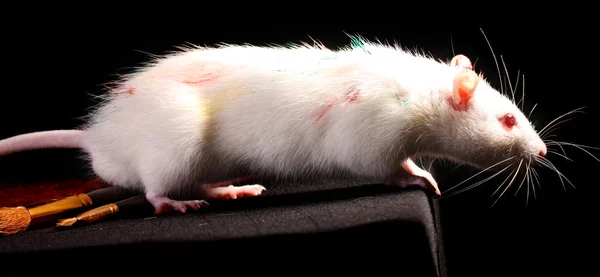 White rat ergens op zoek op zwarte achtergrond — Stockfoto