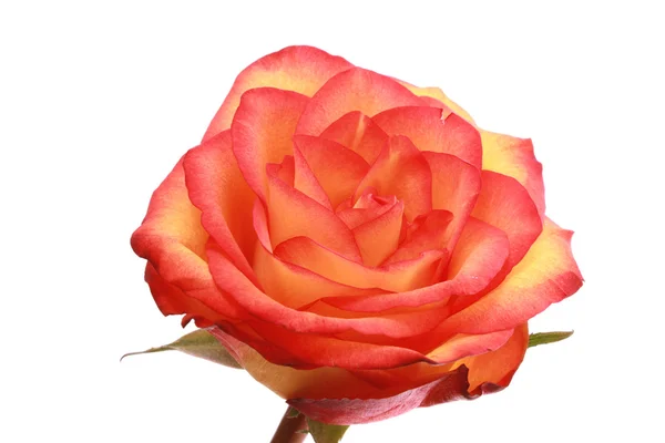 Piros rózsa közelkép elszigetelt fehér — Stock Fotó
