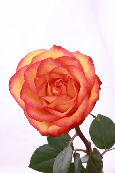 Piros rózsa közelkép elszigetelt fehér — Stock Fotó
