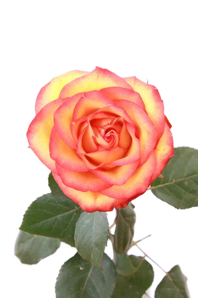 Rose rouge en gros plan isolé sur blanc — Photo