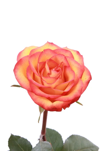 Червона троянда крупним планом ізольована на білому — стокове фото