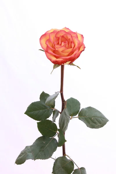 Rose rouge en gros plan isolé sur blanc — Photo