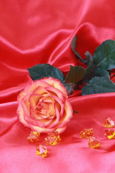 Primo piano rosa rossa con gemme — Foto Stock