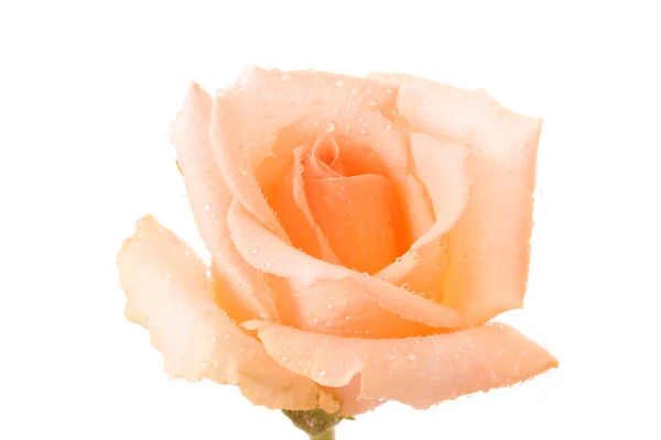 Bílá růže s kapkami vody, samostatný — Stock fotografie