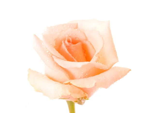 Rosa branca com gotas de água isoladas — Fotografia de Stock