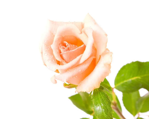 Άσπρο τριαντάφυλλο με σταγόνες νερού που απομονώνονται — Φωτογραφία Αρχείου