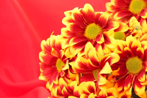 Flower on red background — Stock Photo, Image