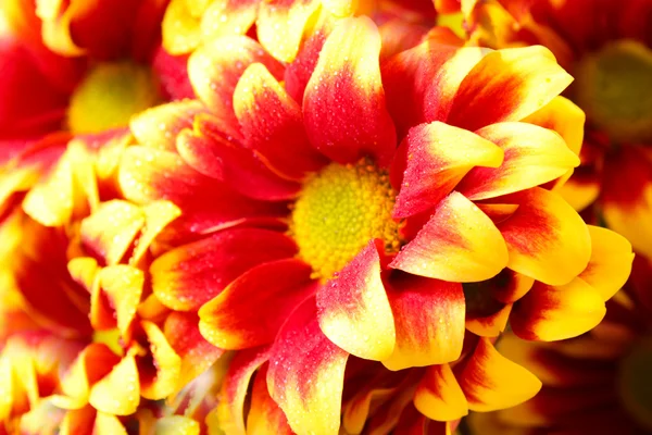Квітка фон — стокове фото